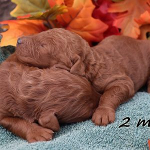 Addie's litter (males)