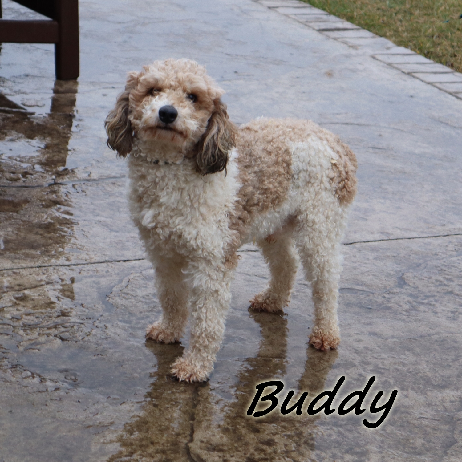 Buddy