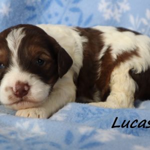 Lucas (male)