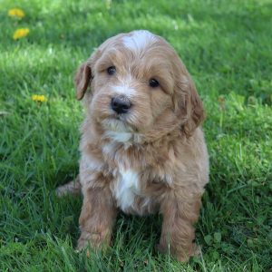Dexter (male)