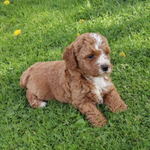 Duke (male)