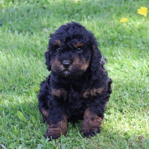 Dustin (male)