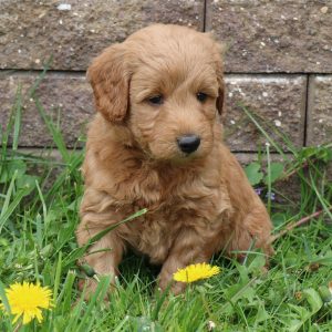 Brock (male)