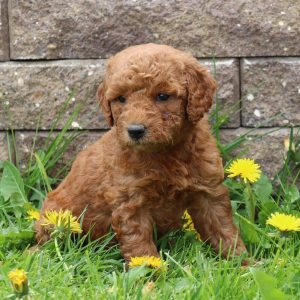 Bonita (female)