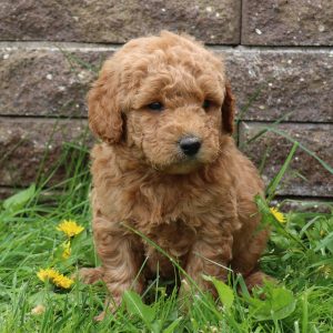 Bobby (male)