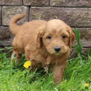 Barney (male)