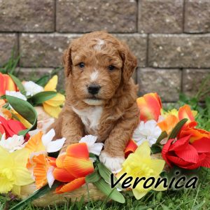 Veronica (female)