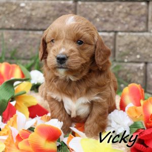 Vicky (female)