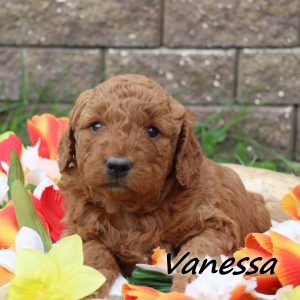 Vanessa (female)
