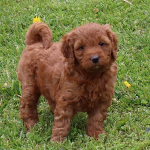 Tillie (female)