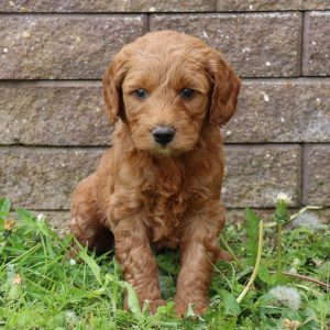 Baxter (male)