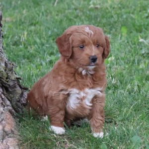 Vicky (female)