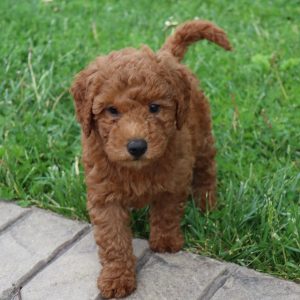 Bonita (female)
