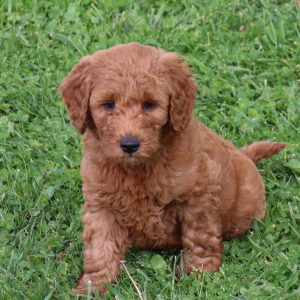 Baxter (male)
