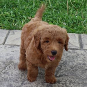 Bruno (male)