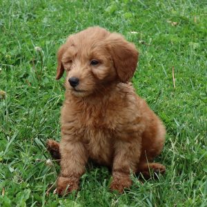 Barney (male)