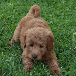Brock (male)