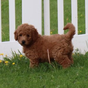 Bobby (male)