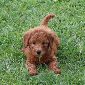 Bella (female)