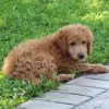 Teddy (male)