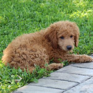 Teddy (male)