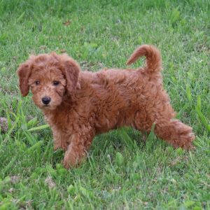 Bella (female)
