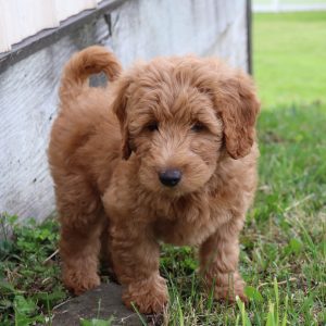 Brock (male)