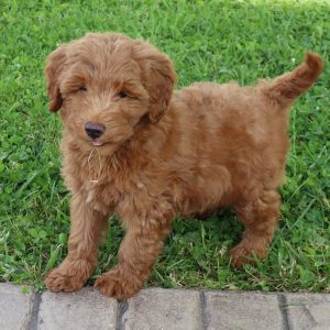 Bruno (male)