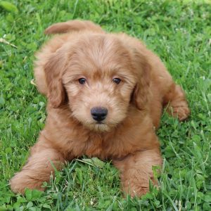 Barney (male)