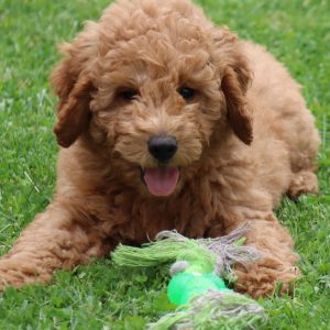 Bobby (male)
