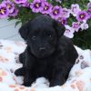 Flossie (female)