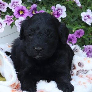Finley (female)