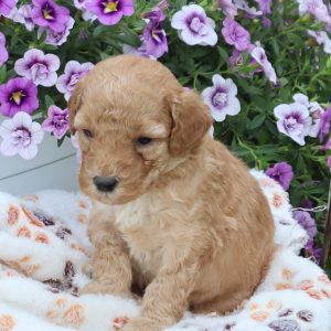 Frankie (male)