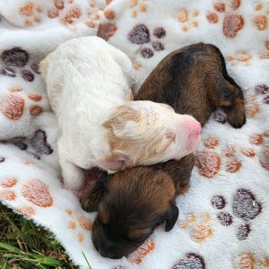 Carrie's litter (females)