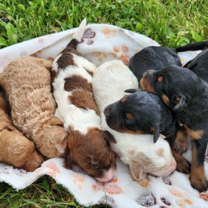 Carries's litter (males)