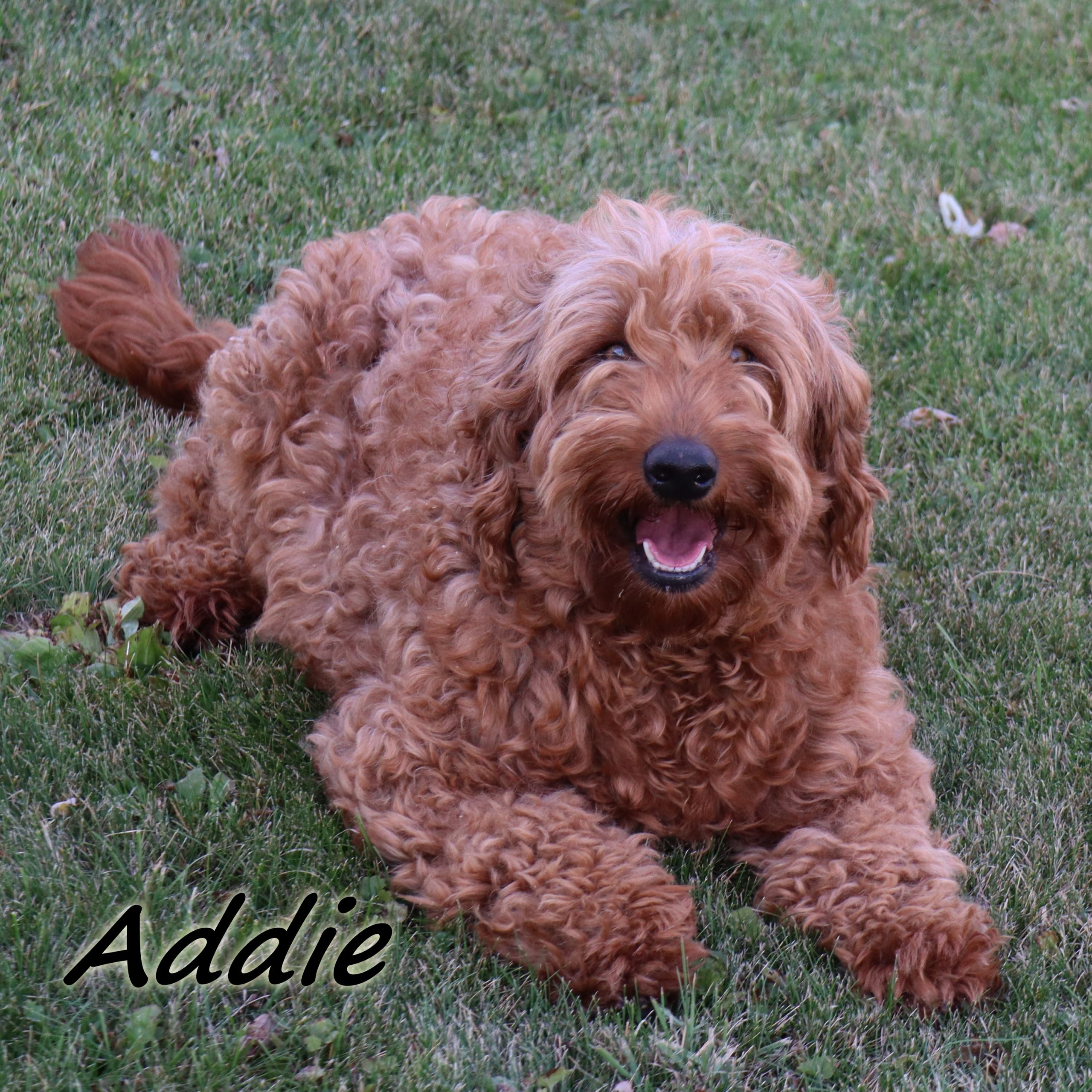Addie