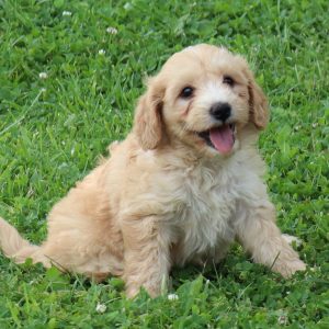 Prissy (female)