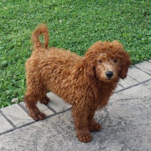 Natey (male)