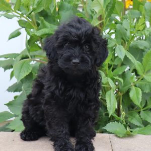 Flossie (female)