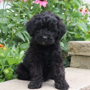 Finley (female)