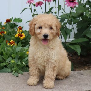 Fluffy (female)