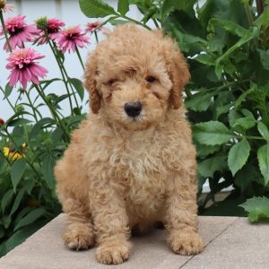 Frankie (male)