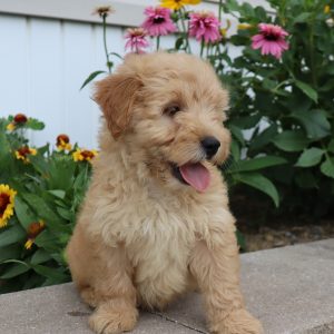 Fritzy (male)