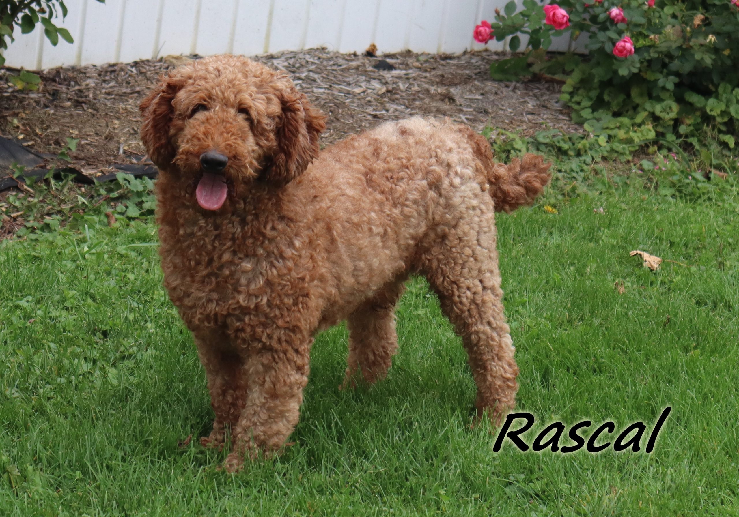Rascal