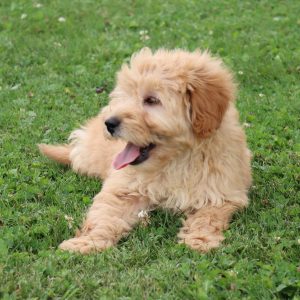 Fritzy (male)