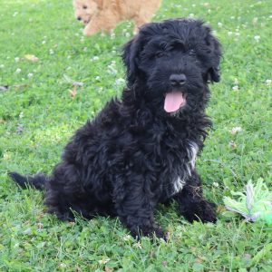 Fabian (male)