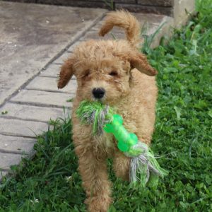 Frankie (male)