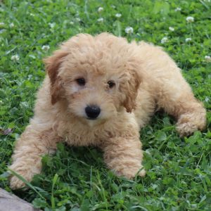 Fluffy (female)