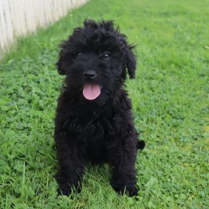 Flossie (female)