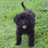 Finley (female)